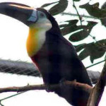 Tucano-de-bico-preto