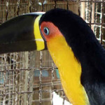 Tucano-de-bico-preto