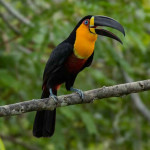 Tucano-de-bico-preto
