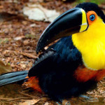 Tucano-de-bico-preto