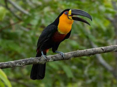 Tucano-de-bico-preto