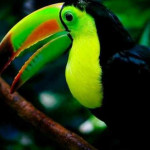 Tucano de Peito Amarelo