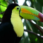 Tucano de Peito Amarelo