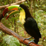 Tucano de Peito Amarelo