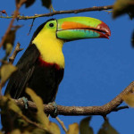 Tucano de Peito Amarelo