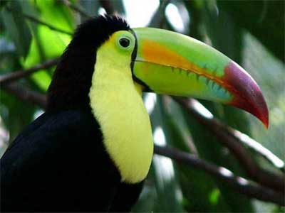 Tucano de Peito Amarelo