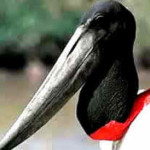 Tuiuiú
