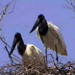 Tuiuiú