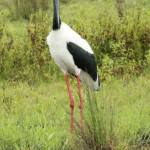 Tuiuiú