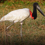 Tuiuiú
