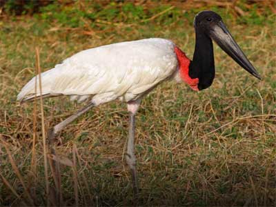 Tuiuiú