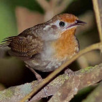 Uirapuru