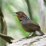 Uirapuru