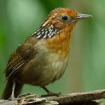 Uirapuru