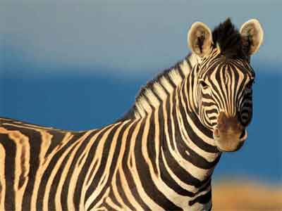 Zebra