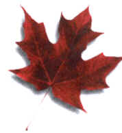 Bandeira do Canadá Bandeira do Canadá