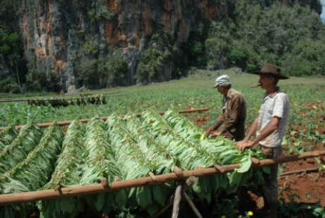 Viñales