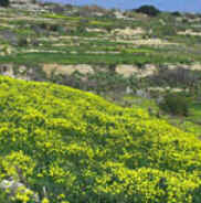 Gozo