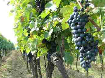 Moravia