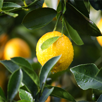 Alimentos Naturais