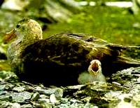 Aves da Antártida Petrel-gigante em seu ninho