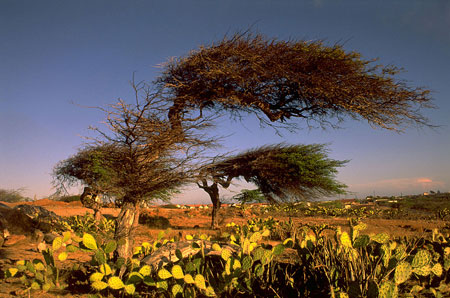Aruba