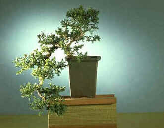 Bonsai