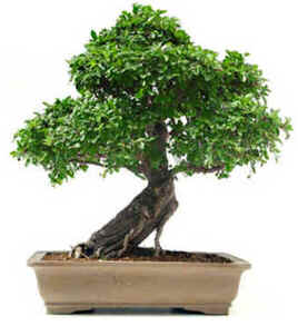 Bonsai
