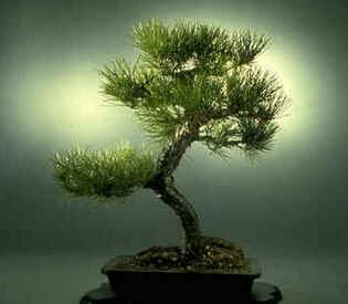 Bonsai