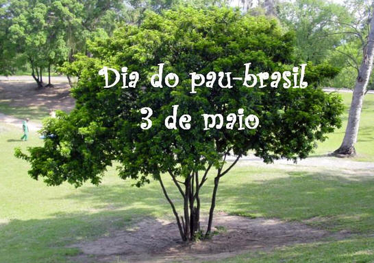 Dia do Pau-Brasil