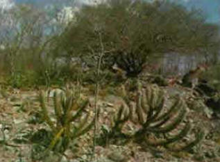 Dia Nacional da Caatinga