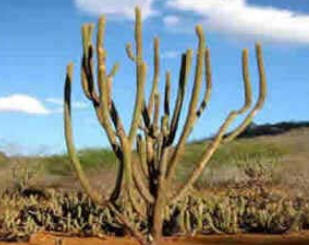 Dia Nacional da Caatinga