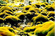 Fauna e Flora da Antártida Fauna e Flora da Antártida