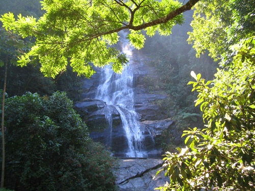 Floresta da Tijuca