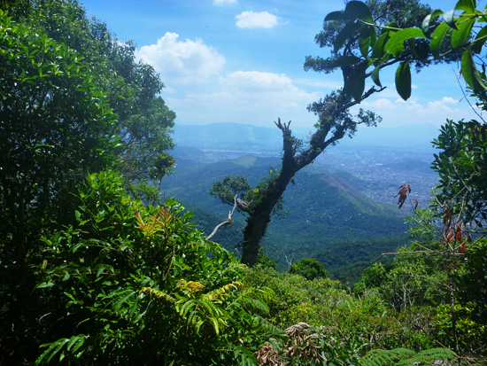 Floresta da Tijuca