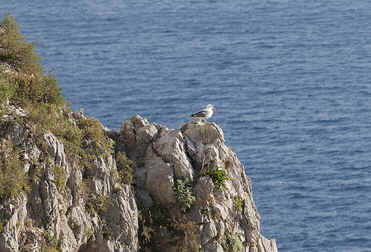 Ilha de Capri