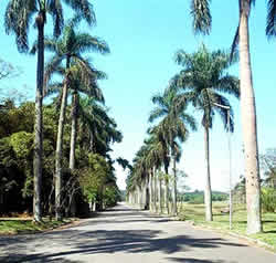 Jardim Botânico Jardim Botânico