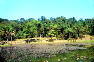 Jardim Botânico Jardim Botânico