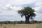 Um embondeiro na berma da estrada, região de Tete, Moçambique Um embondeiro na berma da estrada, região de Tete, Moçambique