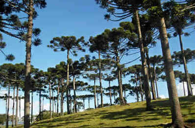 Paraná