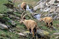 Parque Nacional Gran Paradiso