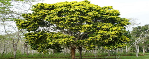 Dia do Pau-Brasil