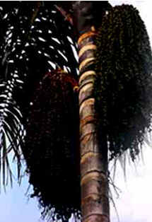 Pará Pará