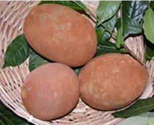 Pará Pará