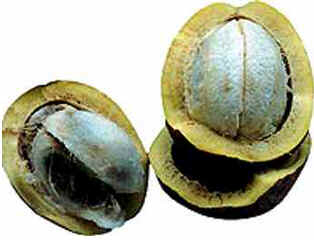 Pará Pará