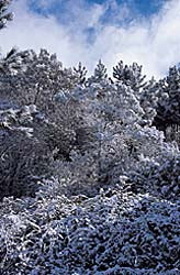 Santa Catarina Santa Catarina