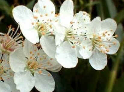 Cherry Plum