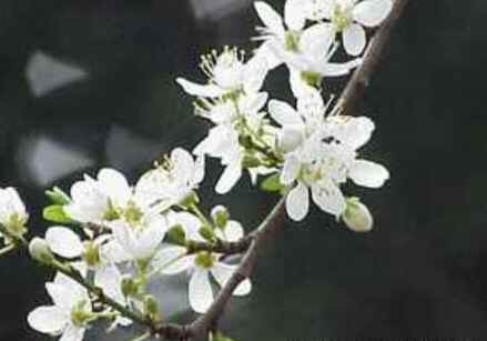 Cherry Plum