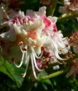 Chestnut Bud