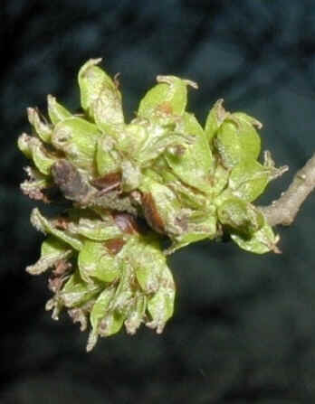 Elm